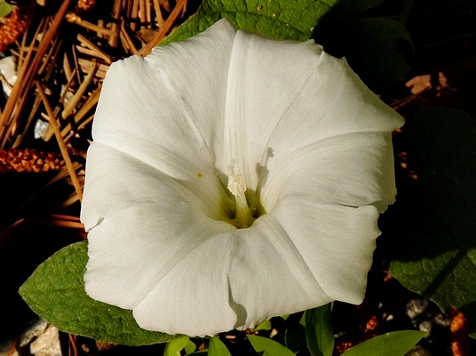 {Calystegia catesbeiana}